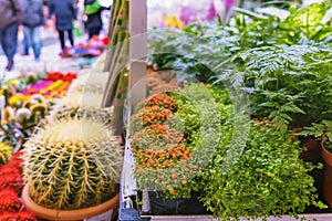 Many cacti are sold at the flower shop. Selective focus.