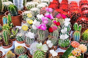 Many cacti are sold at the flower shop. Selective focus.