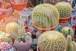 Many cacti and succulents are sold in a flower shop