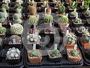 many cactus plants