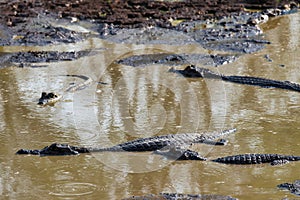 Many caimans in the small water hole - Pantanal, Mato Grosso do Sul, Brazil
