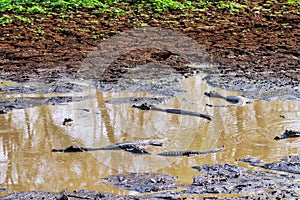 Many caimans in the small water hole - Pantanal, Mato Grosso do Sul, Brazil