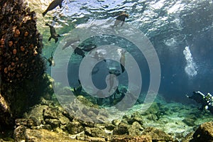 Many California sea lions playing seal enjoying the rays of the sun in Baja California cortez sea galapagos