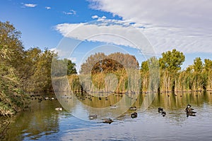 Many Canada Goose swimming in the Floyd Lamb Park