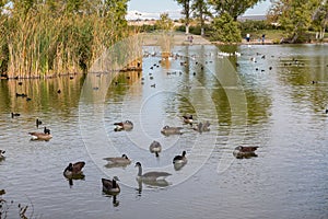Many Canada Goose swimming in the Floyd Lamb Park