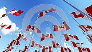 Many Canadian flags on flagpoles against blue sky.