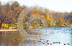 Many Canadian Geese on creek with Fall colors