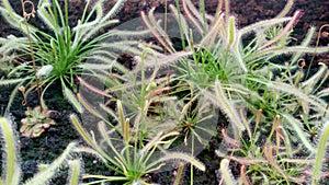 many carnivorous plants together in a garden