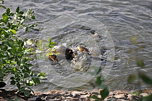 Many carp feed on the surface of the reservoir photo