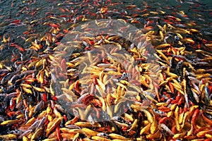 many carps in river