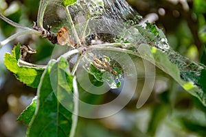 Many caterpillars cavorting on green leafs photo