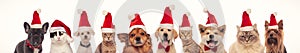 Many cats and dogs wearing santa claus hats for christmas