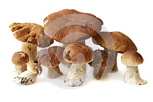 Many ceps are isolated photo