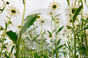 many chamomile flowers in the clearing. Bottom view