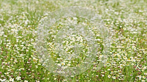 Many chamomiles sway in wind. Beautiful nature scene with blooming medical chamomilles. Chamomilla Recutita L.