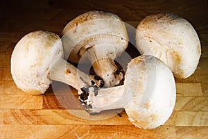 Many champignon mushrooms