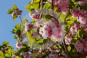 Many cherry blossoms of a cherry tree, photographed from below, blue sky