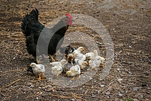Many chicken with hen black color.
