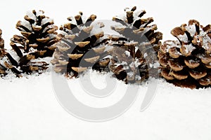Many christmas pine cones on snow in line