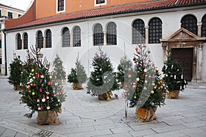 Christmas trees near St. Simon`s Church. Zadar. Croatia.