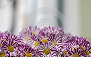 Many chrysanthemum flowers in garden background. Copy space. Chrysanthemum,bunch of pink and white chrysanthemums, autumn floral d