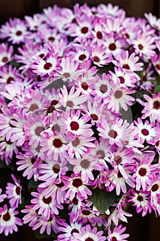 Many Chrysanthemum summer flowers in Vilolet colour