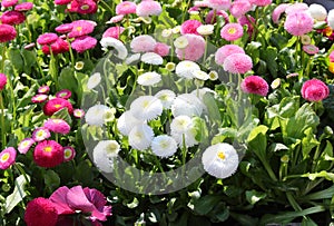 Many of chrysanthemum type flowers for sale in the flower market photo