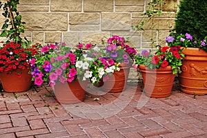 Many Clay Flowerpots With Blooming Plants At Stone Wall