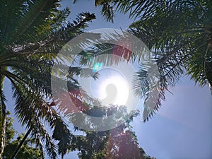 Many coconut trees in Asia with distinctive leaves