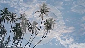 many coconut trees at gorgeous al haffa beach in salalah during sunrise, Oman