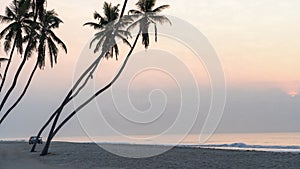 many coconut trees at gorgeous al haffa beach in salalah during sunrise, Oman