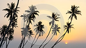 many coconut trees at gorgeous al haffa beach in salalah during sunrise, Oman