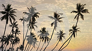 many coconut trees at gorgeous al haffa beach in salalah during sunrise, Oman