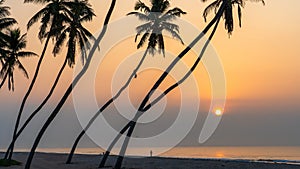 many coconut trees at gorgeous al haffa beach in salalah during sunrise, Oman