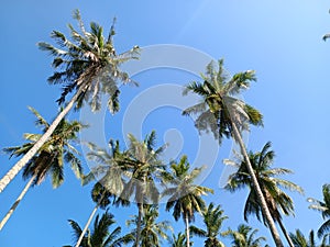 Many coconut trees high up in the sky.  Looking at the coconut tree from below.