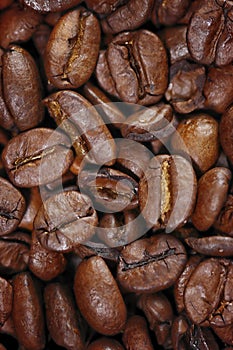 Many coffee beans dark roasted photo
