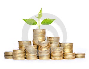 Many coins in column and green plant isolated on white