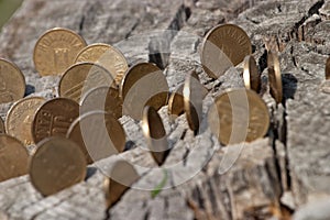 Many coins put in to a old tree log
