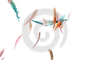 Many color Feather fly fall beautiful spiral pattern in air over black background isolated. Puffy Fluffy soft feathers like dream