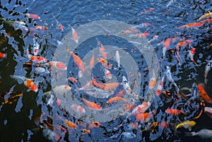 Many color of Koi Fish on the pond of lake. Concept of prosperity, fortune and good luck.