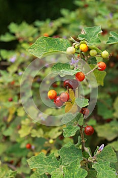 Many color of solanum