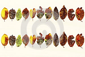 Many colored autumn sheets