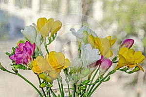 Many colored bouquet freesia flowers, window bokeh background