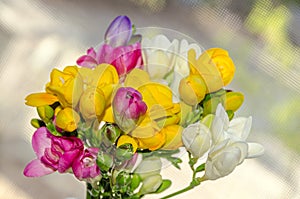 Many colored bouquet freesia flowers, window bokeh background