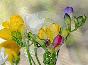 Many colored bouquet freesia flowers, window bokeh background