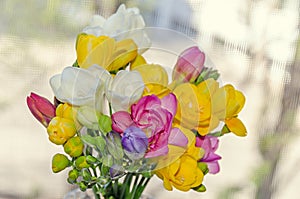 Many colored bouquet freesia flowers, window bokeh background