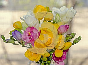 Many colored bouquet freesia flowers, window bokeh background