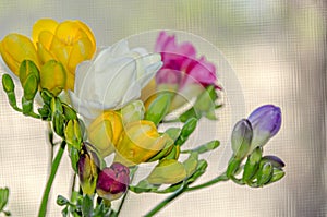 Many colored bouquet freesia flowers, window bokeh background