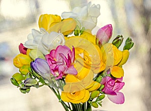 Many colored bouquet freesia flowers, window bokeh background