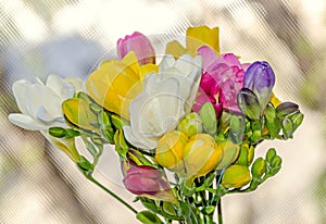 Many colored bouquet freesia flowers, window bokeh background